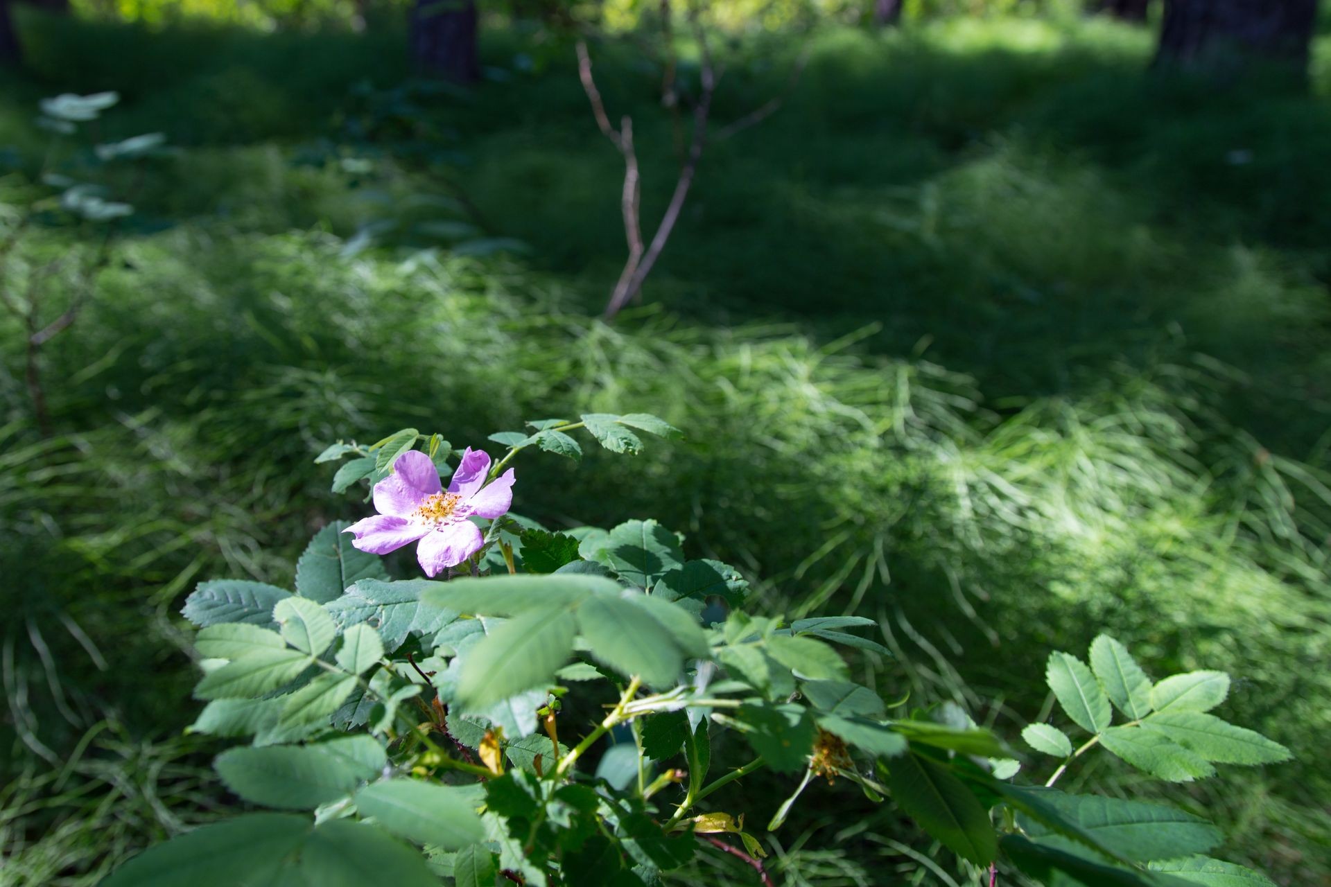 A Single Wild Rose in a sunlit patch of forest floor in Alberta's Foothills